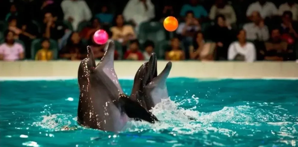 Dolphin Show Dubai