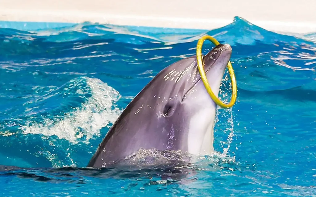 Dolphin Show Dubai _sapana