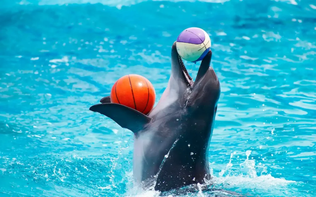 Dolphin Show Dubai -sapana travels