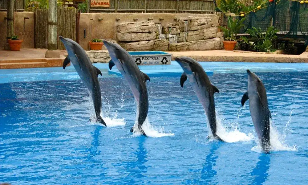 Dolphin Show Dubai -sapana