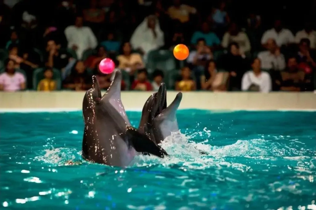 Dolphin Show Dubai